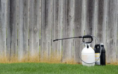 Is Weed and Feed Bad for Your Lawn?