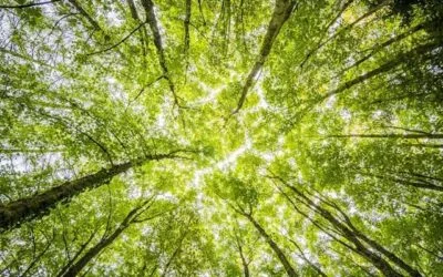 7 Springtime Tree Maintenance Tips