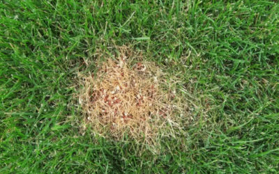 Fertilizer Burn: Everything You Need To Know