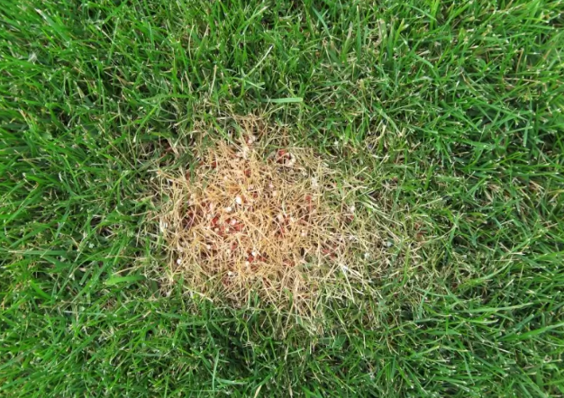 Fertilizer Burn: Everything You Need To Know