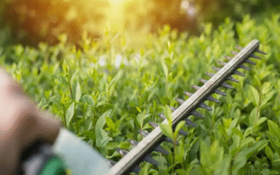Hedge Trimming: How To Properly Trim Bushes