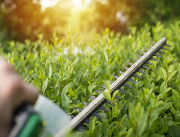 Hedge Trimming: How To Properly Trim Bushes