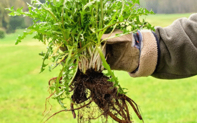 Grassy Weeds: Identification and Effective Removal