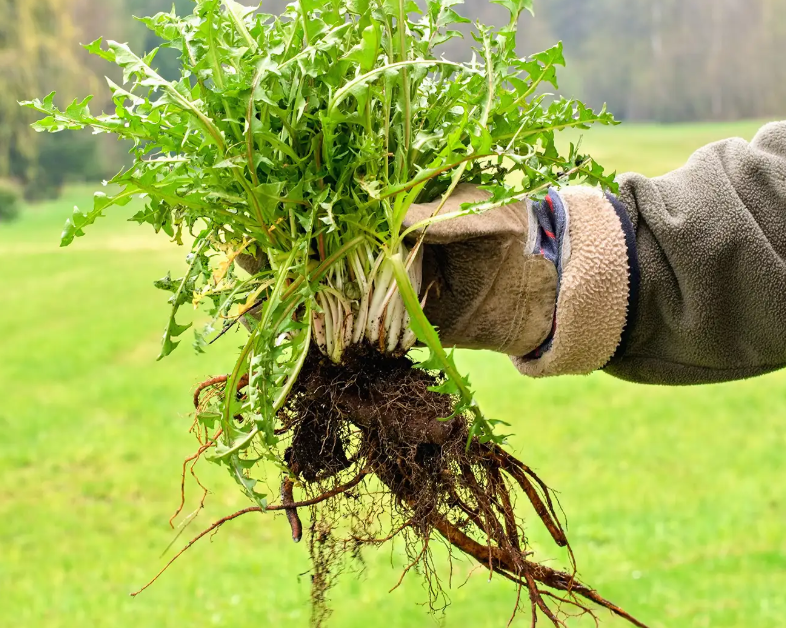 Grassy Weeds: Identification and Effective Removal