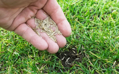 The Secret to a Lush, Thick Lawn: Why Overseeding Changes Everything