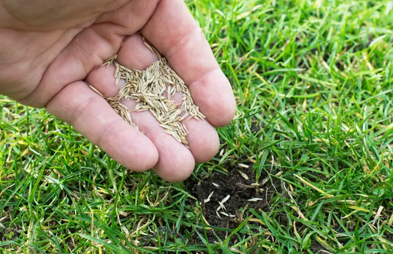 The Secret to a Lush, Thick Lawn: Why Overseeding Changes Everything
