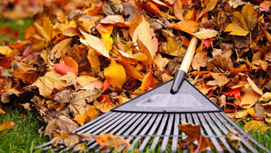 leaves-1